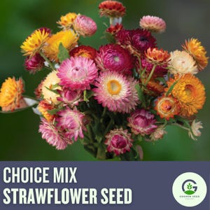 Choice Mix Strawflower Seeds: Everlasting Dried Flower Favorite