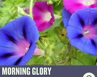 Morning Glory Heirloom Seeds, Tall Mixed Flower Vine