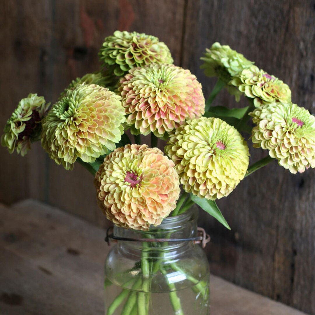 Queeny Lime Blush Zinnia Seeds, Zinnia Elegans, Queeny Series - Etsy