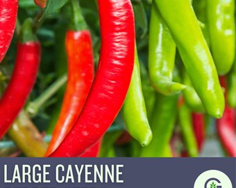 Cayenne Pepper Seeds – Large Heirloom Variety, Spicy Red Chilies (30 Seeds)