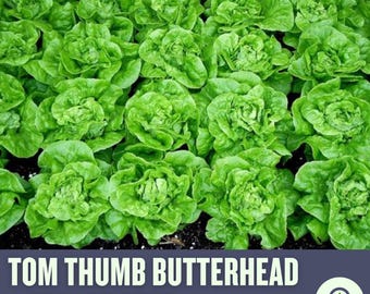 Tom Thumb Butterhead Lettuce – Heirloom Mini Heads, Non-GMO, Fresh Salad Garden Favorite