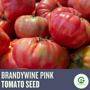 Brandywine Pink Tomato Seeds: Heirloom, Juicy, Non-GMO (20 Seeds)