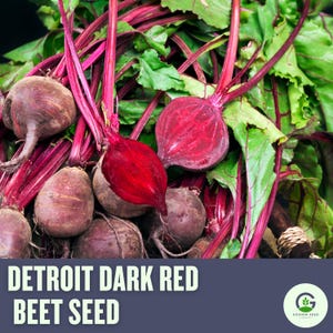 Detroit Dark Red Beet Seeds – Heirloom, Easy to Grow, Sweet & Tender Roots, High Yield, Non-GMO