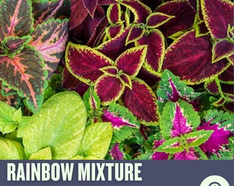 May include: A close-up image of a variety of Coleus plants with vibrant green, red, yellow, and pink leaves. The text "Rainbow Mixture Coleus Seeds" is displayed at the bottom of the image.