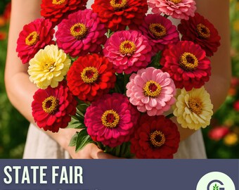 State Fair Zinnia Seeds Mix: Large Double Blooms, Pollinator-Friendly