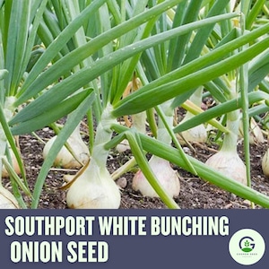 Southport White Bunching Onion Seeds – Heirloom, Mild Flavor, Great for Fresh Eating