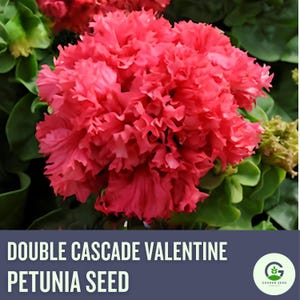 Petunia Double Cascade Valentine Seeds - Pelleted, Ruffled Blooms, Heat-Tolerant, Easy to Grow