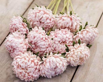 Duchess Apricot Aster Seeds – Heirloom, Peony-Like Double Blooms, Apricot & Peach, Excellent Cut Flower | 50 Seeds