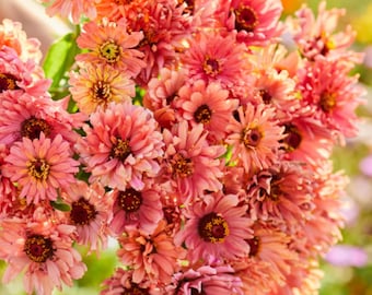 Zinnia Seeds – Señorita Series | Premium Zinnia Flower Seeds