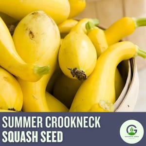 Crookneck Summer Squash Seeds – Heirloom, Non-GMO, Easy Grow, High Yield Yellow Squash