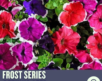 Petunia Seeds – Frost Series – Vibrant, Easy-to-Grow Flowers