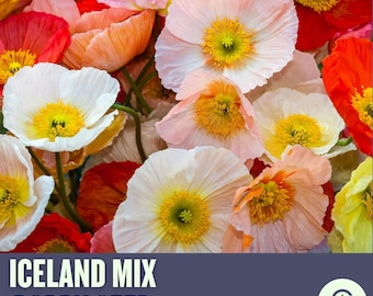 May include: A vibrant image of Iceland Mix poppy seeds. The image showcases a variety of colorful poppy flowers in shades of red, orange, pink, and white, with bright yellow centers. The text "ICELAND MIX POPPY SEED" is displayed at the bottom.