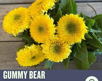 Gummy Bear Sunflower Seeds – Bright, Cheerful Flowers for Your Garden