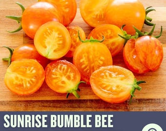 Organic Sunrise Bumble Bee Tomato Seeds: Heirloom, Sweet & Juicy