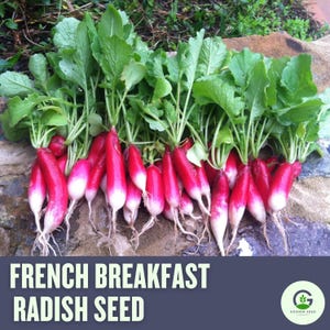 French Breakfast Radish Seeds – Heirloom, Crisp & Mild, Fast Growing Non-GMO Garden Seeds