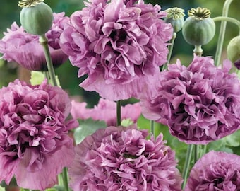 Violetta Blush Poppy Seeds | Soft Mauve Blooms | Delicate Heirloom Flowers | Easy to Grow