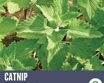 Puede incluir: Primer plano de una planta de hierba gatera verde con el texto "CATNIP HERB SEED" y un logotipo de Goshen Seed Company.