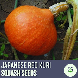 Japanese Red Kuri Squash Seeds – Heirloom Winter Squash for Roasting & Baking