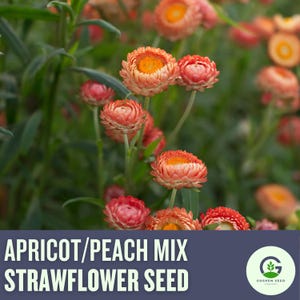 NEW! Apricot Peach Mix Strawflower | Everlasting Blooms | Dried Flower Favorite | Cut Flower Garden | Easy to Grow Flowers