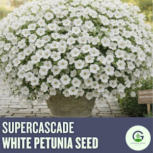May include: A large, round pot overflowing with white Supercascade petunia flowers. The flowers are in full bloom, creating a dense, lush display. The pot is a light gray color and sits on a brick surface. Text at the bottom reads "SUPERCASCADE WHITE PETUNIA SEED."