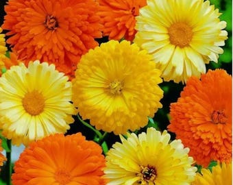 Calendula Pacific Beauty Flower Seeds – Heirloom, Non-GMO