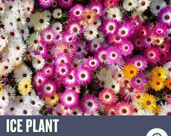 Ice Plant Flower Seeds - Rainbow Mix, Drought Tolerant Ground Cover