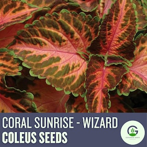 Coleus Wizard Coral Sunrise Seeds | Vibrant Foliage Plant | Easy to Grow Annual | Colorful Garden Seeds