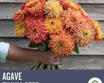 NEW! Agave Zinnia Seeds, Cactus Zinnia Elegans