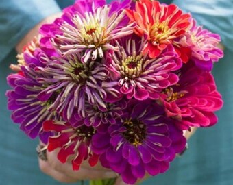 May include: A vibrant bouquet of zinnias in shades of purple, magenta, and red. The flowers have layered petals with yellow centers. The bouquet is held against a teal background, showcasing the colorful blooms.