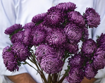 Tower Violet China Aster Seeds – Tall Purple Blooms, Elegant Cut Flowers, Heirloom Garden Favorite