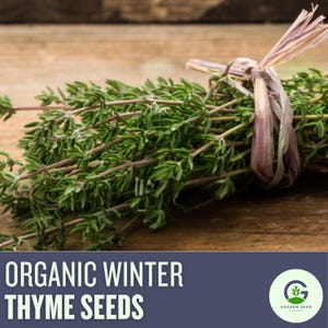May include: A bunch of fresh green winter thyme tied with a pink and brown ribbon. The text "ORGANIC WINTER THYME SEEDS" is at the bottom of the image. The logo for Goshen Seed Company is in the bottom right corner.