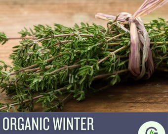 Winter Thyme Seeds – Heirloom Culinary and Medicinal Herb, Non-GMO, Kitchen Favorite, Easy to Grow