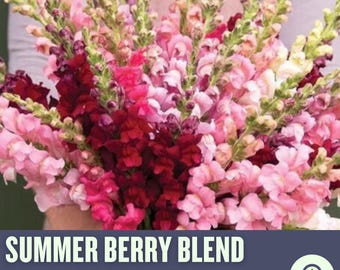 Puede incluir: Un ramo de flores de boca de dragón de color rosa, rojo y blanco. Las flores están dispuestas en un ramo y tienen un tallo verde. El texto "SUMMER BERRY BLEND SNAPDRAGON SEED" está en la parte inferior de la imagen.