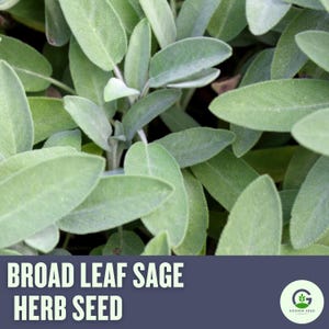 Broad Leaf Sage Seeds: Heirloom Culinary Herb