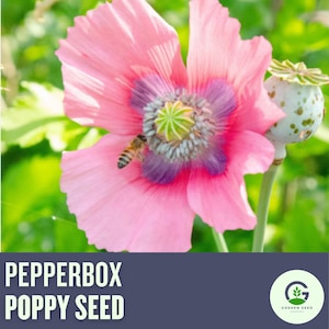 NEW!!! Pepperbox Poppy Seeds | Colorful Heirloom Blooms | Easy to Grow