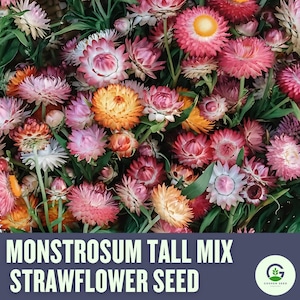 Organic Strawflower Monstrosum Mix Seeds - USDA Certified, Tall & Everlasting Blooms, Heirloom, Non-GMO