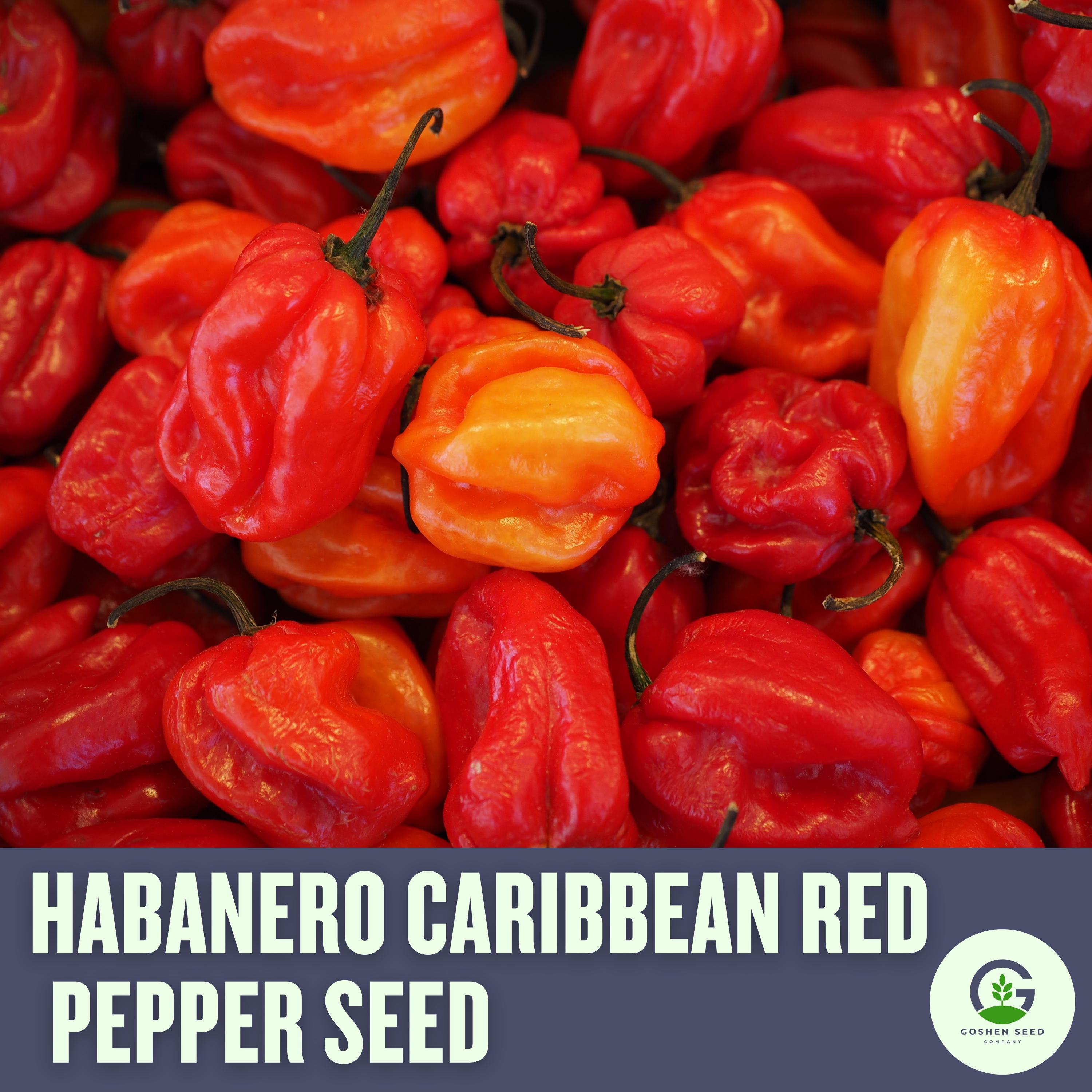Caribbean Red Habanero Pepper Seeds - Heirloom Seeds, Extra Hot, Spicy & Flavorful, High Yield, Non-GMO