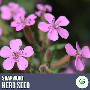 Soapwort Flower Seeds | Fragrant Heirloom Blooms | Pollinator-Friendly Perennial