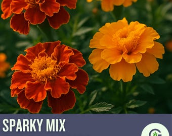 Sparky Mix Marigold Seeds: Orange, Yellow & Red Bicolor Blooms