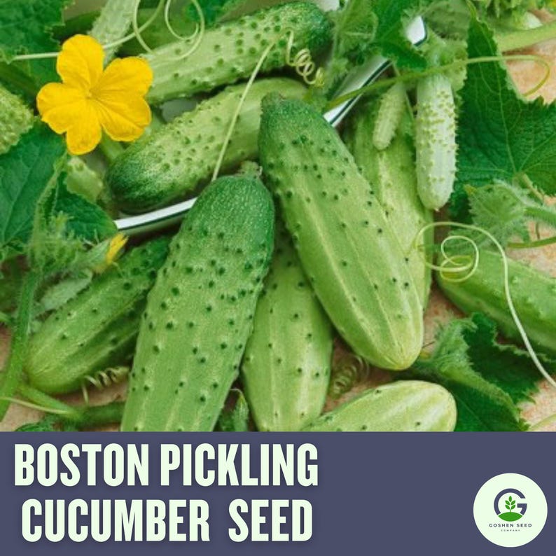 GoshenSeedCompany Boston Pickling Cucumber Seeds - Thumbnail 5