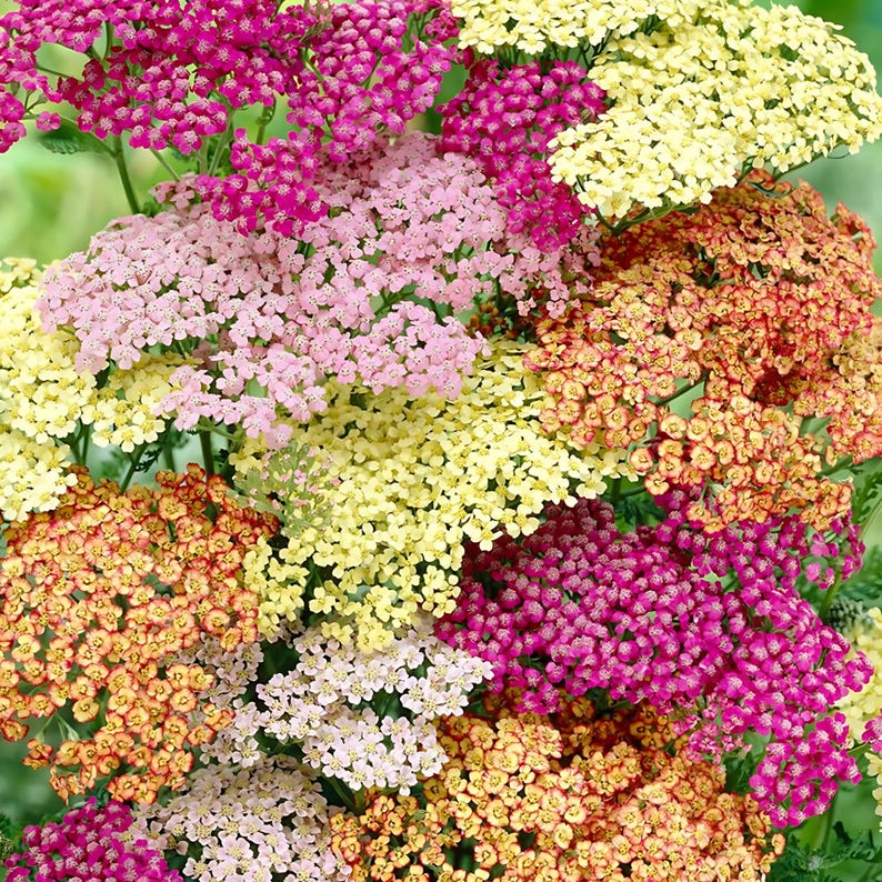 GoshenSeedCompany Yarrow Seeds - Thumbnail 2