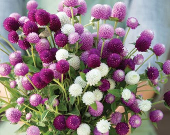 Audray Mix Gomphrena Seeds Gomphrena Globosa Tall Globe Amaranth Cut Flower Dried Flower