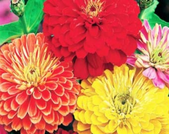 California Giant Zinnia Seeds - Heirloom, Attracts Butterflies (50 Seeds)