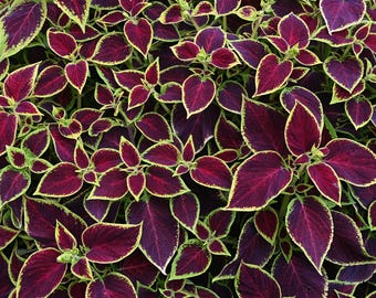 Coleus Wizard Scarlet Seeds: Vibrant Red Foliage, Shade-Loving Annual