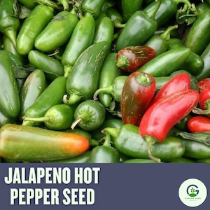 Jalapeno Pepper Seeds: Heirloom, High Yield