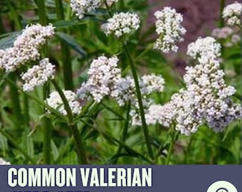 Valerian Seeds – Heirloom Medicinal Herb, Pinkish-White Blooms, Non-GMO, Easy to Grow, Garden Essential