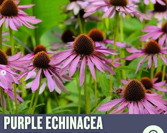 Purple Coneflower Seeds, Echinacea Purpurea, Native Wildflower