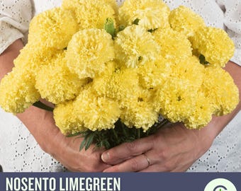 Nosento Limegreen Marigold Seeds – Rare Soft Green Blooms, Nearly Scentless Marigold Variety, Elegant Cut Flower, Easy to Grow Annual