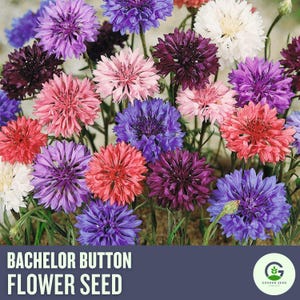 May include: A vibrant assortment of Bachelor Button flowers in various colors, including pink, purple, red, and white. The image features a close-up view of the flowers, with the text "Bachelor Button Flower Seed" at the bottom.