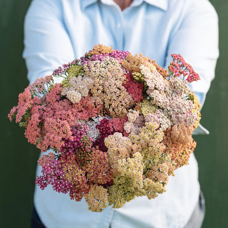 GoshenSeedCompany Yarrow Seeds - Thumbnail 4